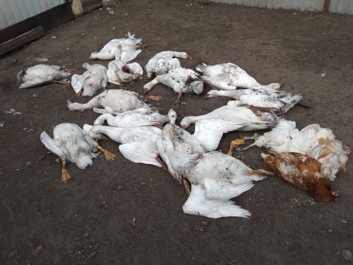 В селе Базарные Матаки Алькеевского района собаки напали на домашнюю птицу