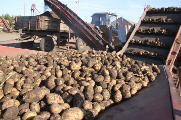 Алькеевский район: уродилась картошка – куда её девать?