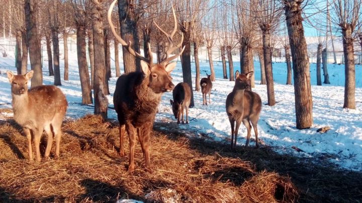 В лесах Алькеевского района устроены «столовые» для диких животных