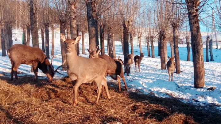 В лесах Алькеевского района устроены «столовые» для диких животных
