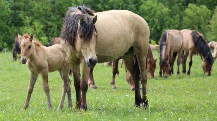 На разведение татарских лошадей хозяйствам республики выделят 5 млн рублей