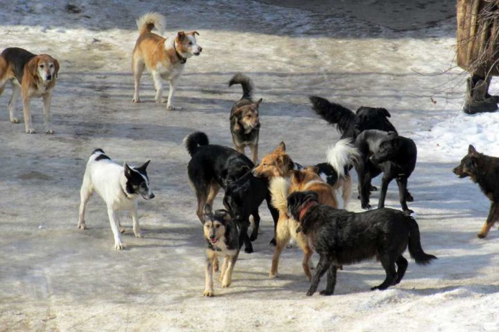 На территории центра Алькеевского района отловили более 60 собак и отправили в питомник