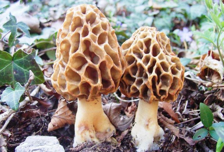 В Алькеевском районе собирают первые весенние грибы