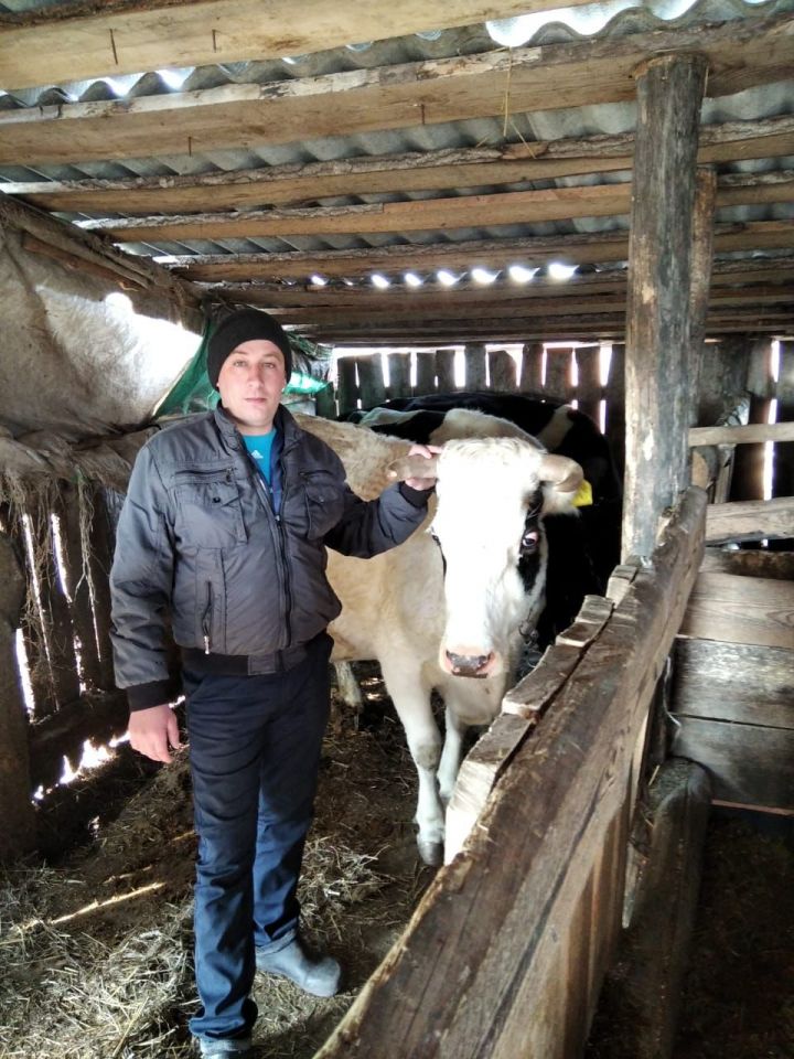 Семья Сафиных из Алькеевского района разводят в своем хозяйстве пять коров