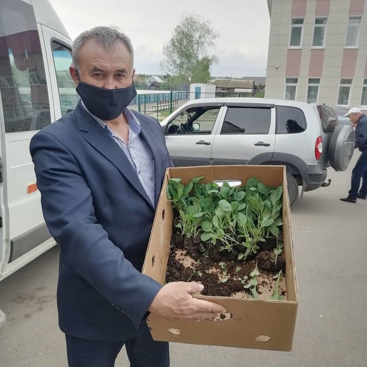 Алькеевским сельским поселениям для раздачи населению передали 4500 штук рассады капусты