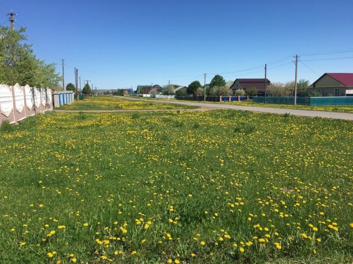 Алькеевский район: на улицах началась борьба с сорняками