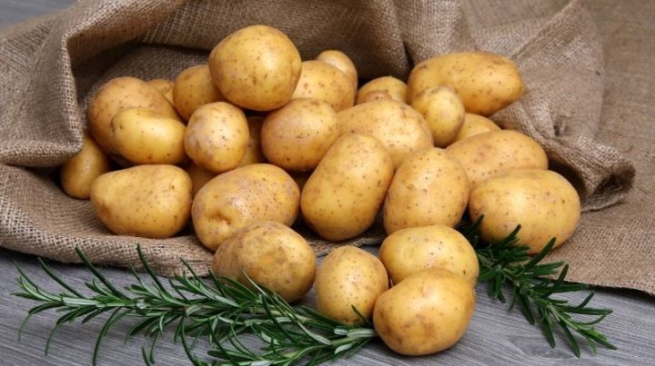 Ученые рекомендуют: Сажаем картофель