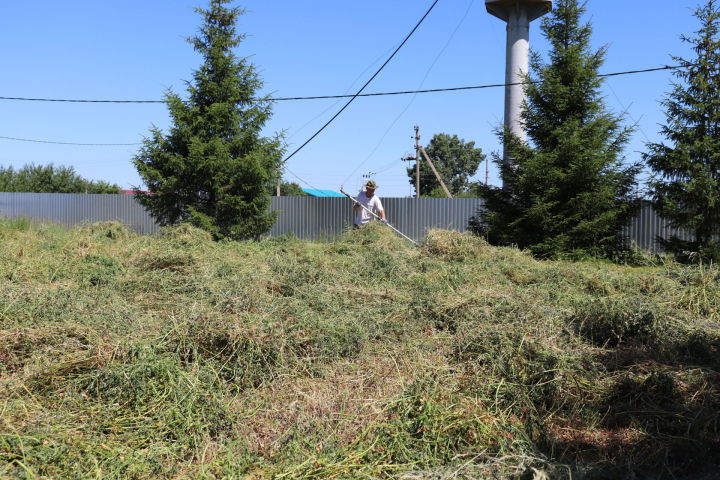 В Алькеевском районе сена по пояс, только не ленись