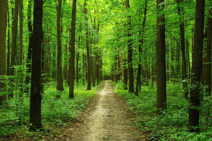 В Алькеевском районе идет проверка санитарного состояния лесов
