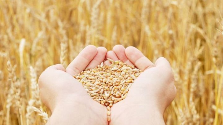 Татарстанские аграрии намолотили второй миллион тонн зерна нового урожая
