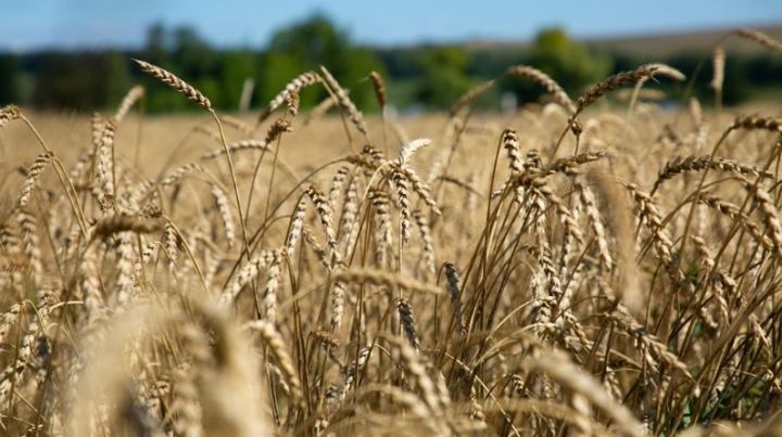 Аграрии Татарстана намолотили четвертый миллион тонн зерна нового урожая