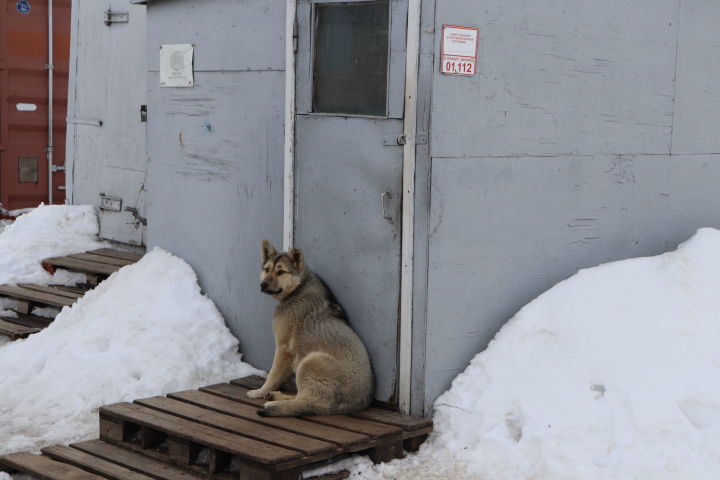 В редакцию районной газеты поступил сигнал о том, что на территории Алькеевского элеватора разгуливает свора собак