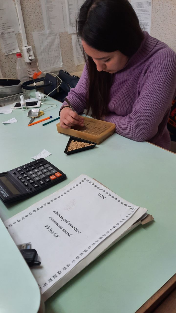 Специалисты Алькеевского «Россельхозцентра»  проверяют семена яровых культур перед посевом