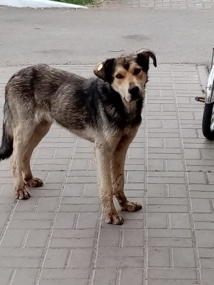 ​​​​​​​Алькеевский район: на улицах райцентра появились необычные собаки