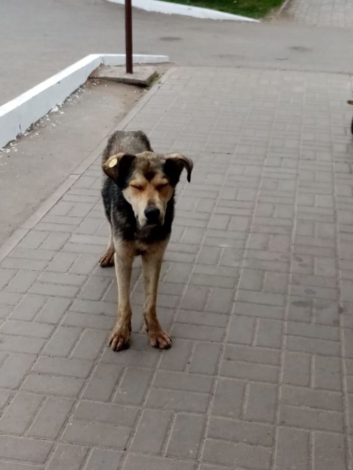 ​​​​​​​Алькеевский район: на улицах райцентра появились необычные собаки