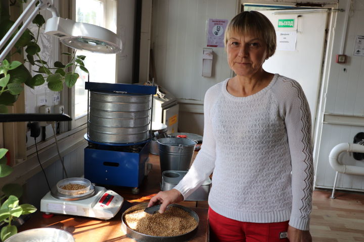 Алькеевский район: Мало нынче хлеба,  но он качественный