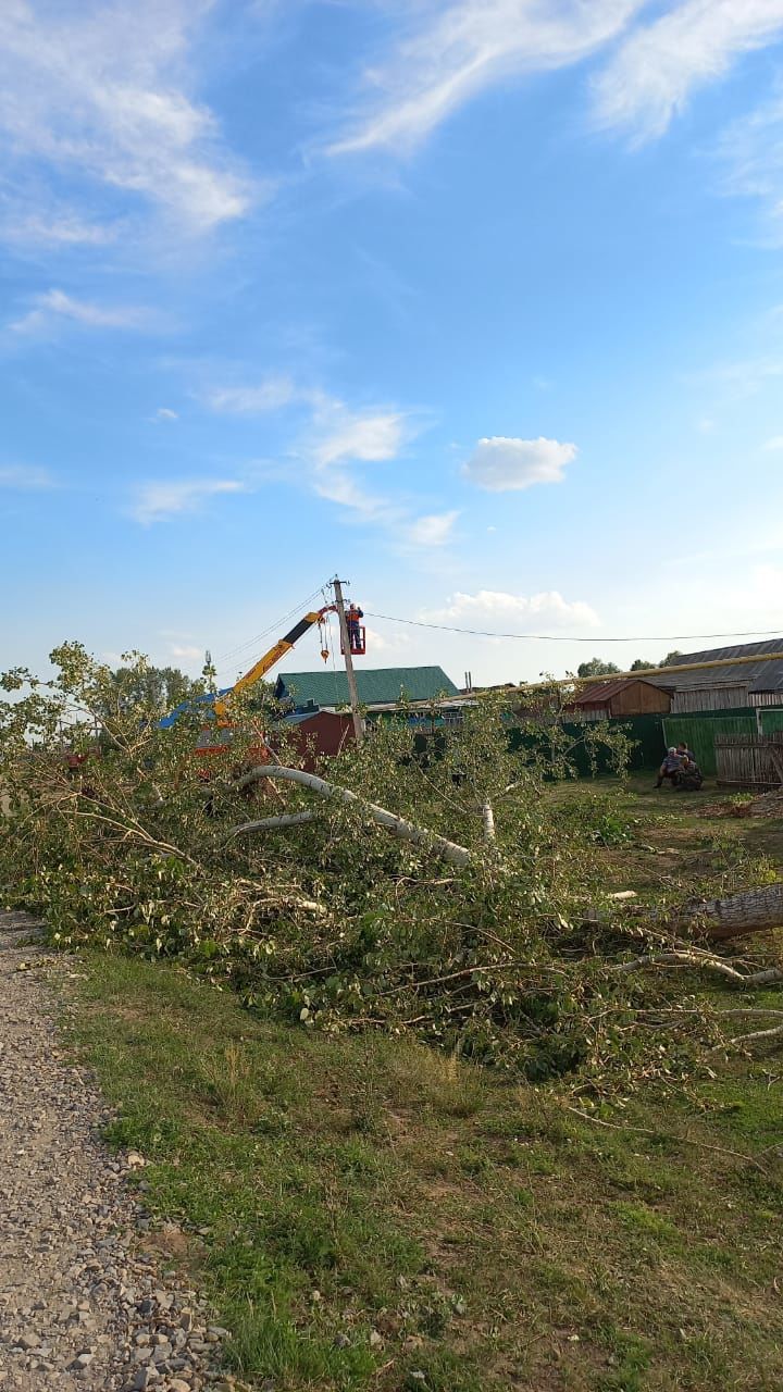 По следам обращения в «Алькеевские вести»: в Нижнем Алькеево вырубили старые деревья
