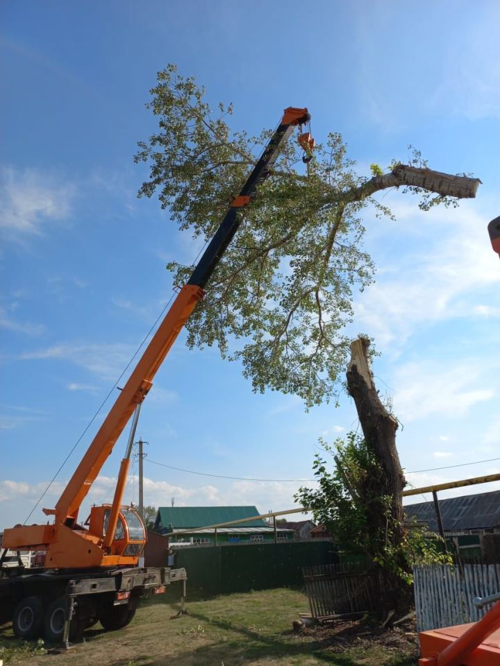По следам обращения в «Алькеевские вести»: в Нижнем Алькеево вырубили старые деревья