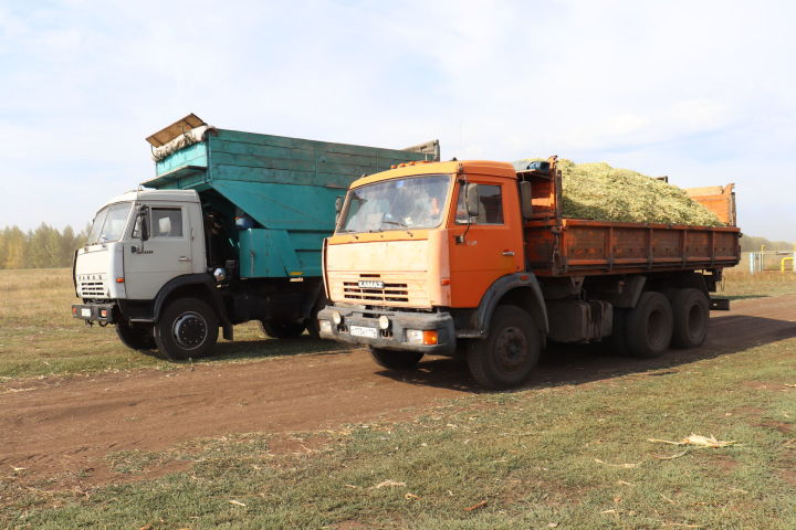 Әлки районында силос өчен үстерелгән кукуруз 6009 гектар мәйдан били