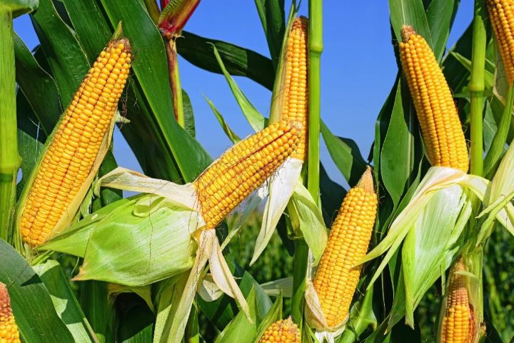В Алькеевском районе начался обмолот кукурузы