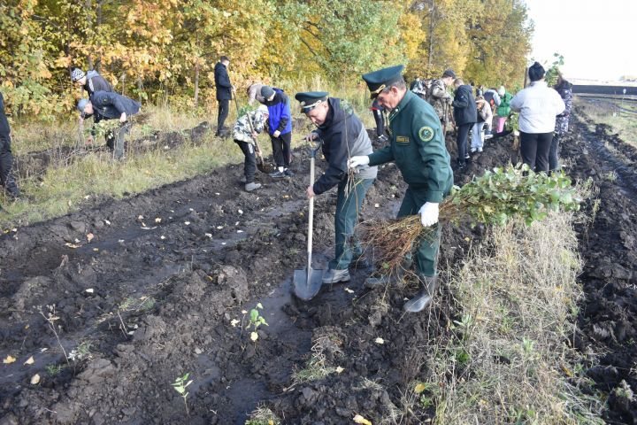 Алькеевский район присоединился к акции посадки леса