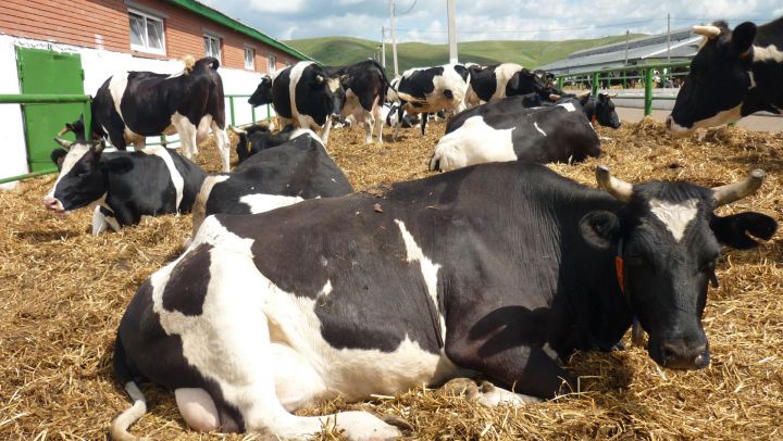 В сельскохозяйственных формированиях Алькеевского района содержится более 33 тысяч голов крупного рогатого скота
