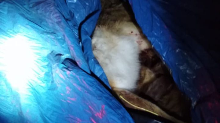 В Татарстане задержан браконьер, убивший девять зайцев