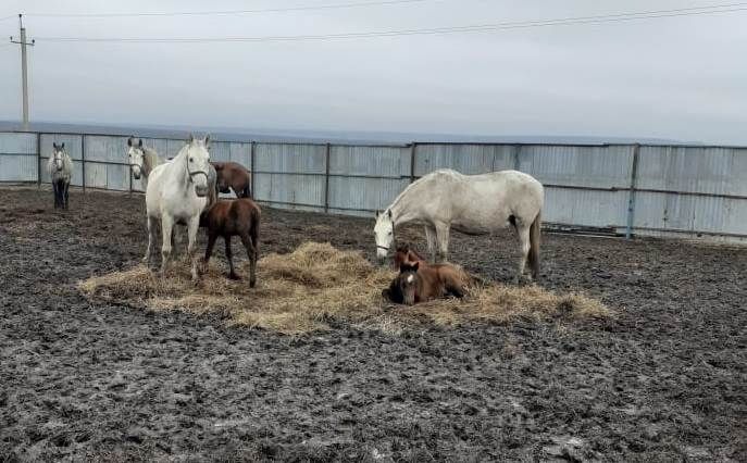 В Татарстане готовят новую программу по развитию коневодства