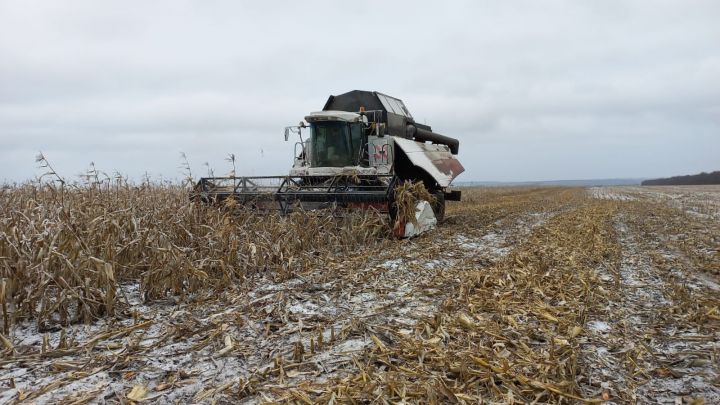 В Алькеевском районе комбайнеры снова преступили к обмолоту кукурузы и подсолнечника