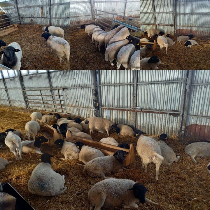 В общество "Хузангаевское "  Алькеевского района привезли поголовье овец породы Дорпер
