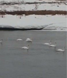Рядом с Чувашским Бродом в водоем спустилось около сотни лебедей