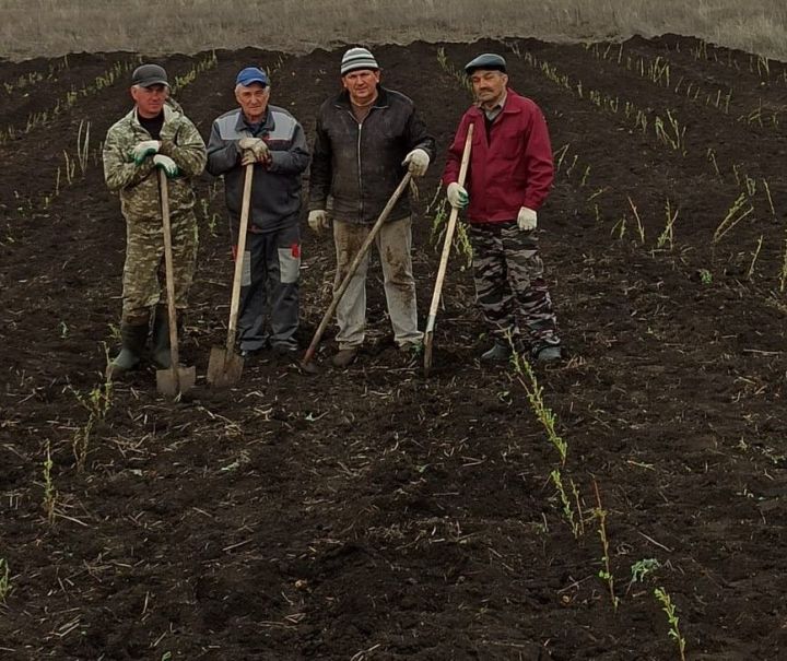На территории агропромышленной площадки «Золотая долина» Алькеевского района посадили кустарники