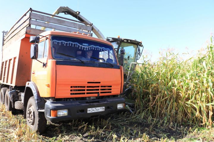 В Алькеевском районе кукуруза сжата на более половины всей площади