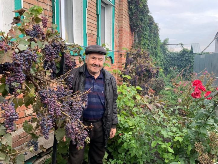 Шагит Гатауллин увлекся выращиванием винограда разных сортов