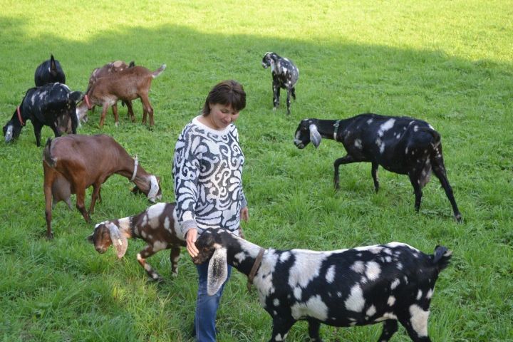 Нина Агапова - одна из лучших среди фермеров Алькеевского района