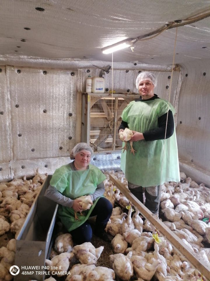 Динара и Руслан Сахаповы сами в инкубаторе выводят молодняк птицы