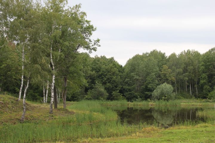 В Алькеевском районе введены ограничения на пребывание в лесах