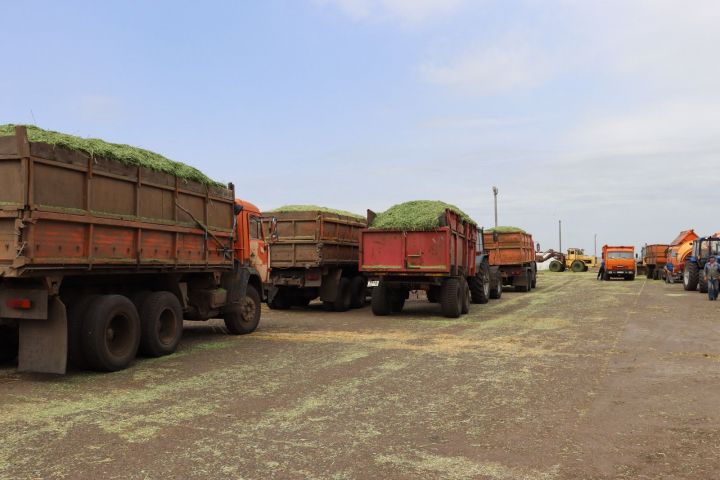 Чаллы нәселле таналар җитештерү мегафермасында сенаж салу эшләре башланды