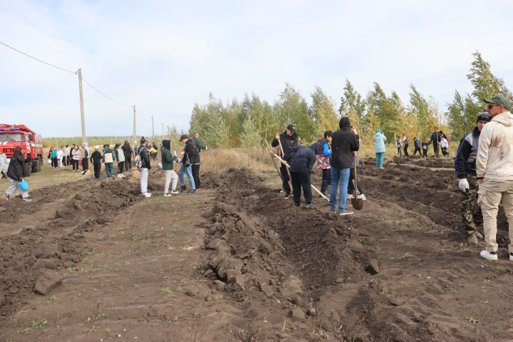 Әлки районында агачлар утыртылды