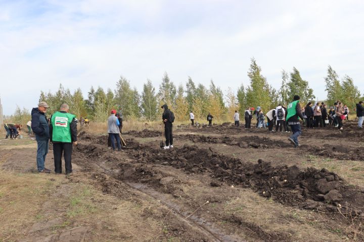 Әлки районында агачлар утыртылды