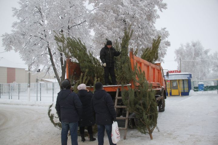 За незаконные рубки деревьев хвойных пород штраф составляет 6 тысяч рублей