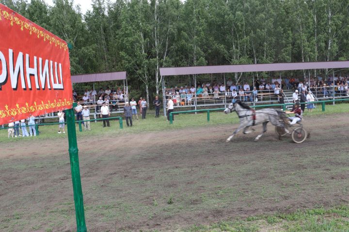 Әлки район Сабан туенда атлар ярышында без Орлов токымлы юртаклар узышын күзәттек