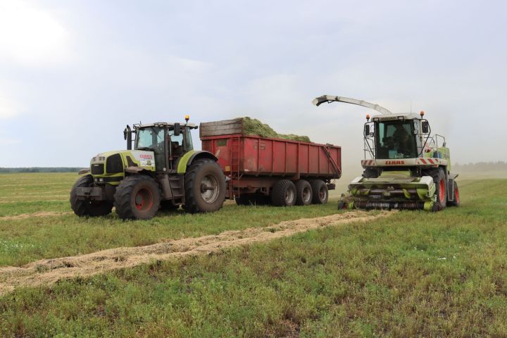 Әлки районы кырларында  терлек азыгы хәзерләү бара