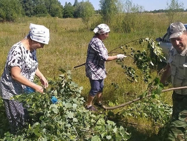 В Алькеевском районе заготавливают веточный корм