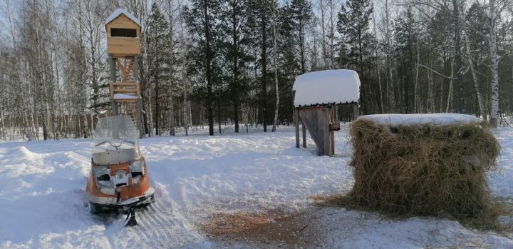 Алькеевском районе завершился зимний маршрутный учёт животных и птиц