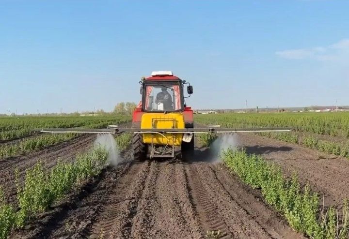 Әхмәт авылы фермеры Илдар Хәйруллин меңләгән төп карлыган үстерә